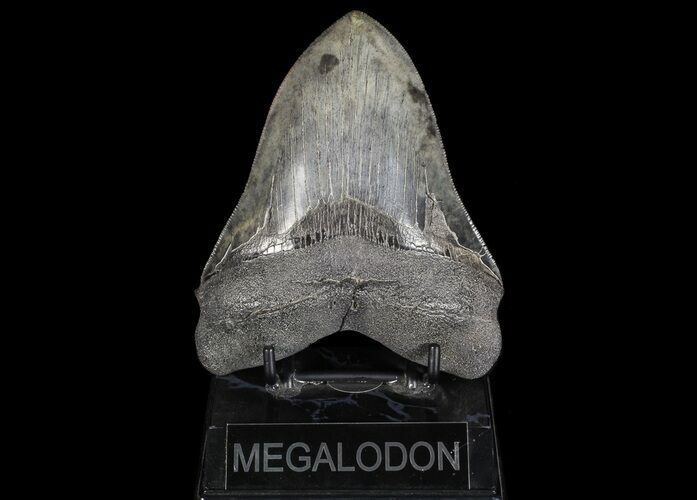 Serrated, Megalodon Tooth - Collector Quality #69759